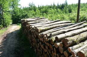 Stammholz kaufen bei Holzenergie Mayer